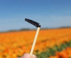 Natural Shaper Brow Soap Met Bamboo Brush – Browsoap - Wenkbrauwgel Met Langdurig Effect – Veilig En Natuurlijk – Brow Shaping - Wenkbrauw Soap -Maybelline Winkel 1200x984 2